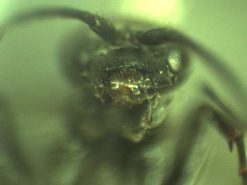 Dipogon subintermedius